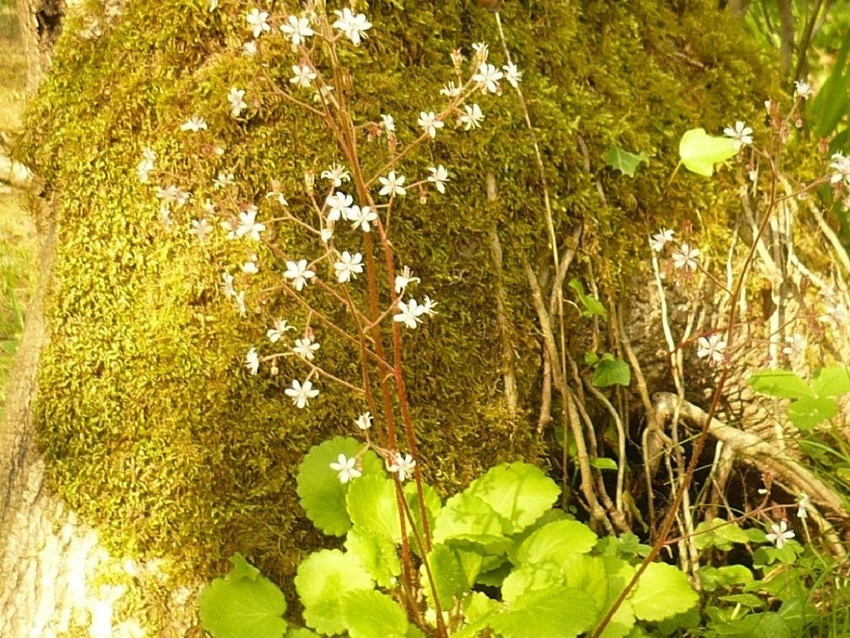 Saxifraga hirsuta subsp. hirsuta (Saxifragaceae)